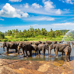 Pinnawala Elephant Orphanage